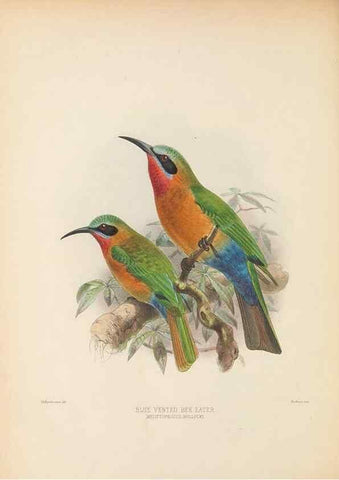Reproducción/Reproduction 48308138982: A monograph of the Meropidae, or family of the bee-eaters. London :Published by the author ...,1884-1886.. 