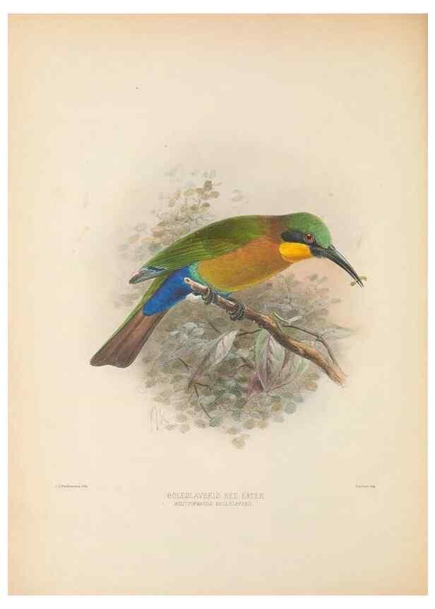 Reproducción/Reproduction 48308026696: A monograph of the Meropidae, or family of the bee-eaters. London :Published by the author ...,1884-1886.. 