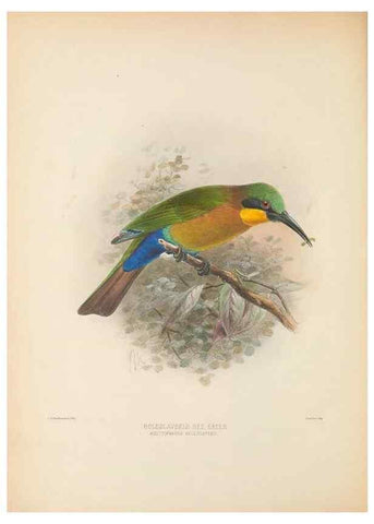 Reproducción/Reproduction 48308026696: A monograph of the Meropidae, or family of the bee-eaters. London :Published by the author ...,1884-1886.. 