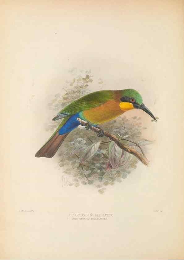 Reproducción/Reproduction 48308026696: A monograph of the Meropidae, or family of the bee-eaters. London :Published by the author ...,1884-1886.. 