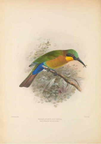 Reproducción/Reproduction 48308026696: A monograph of the Meropidae, or family of the bee-eaters. London :Published by the author ...,1884-1886.. 