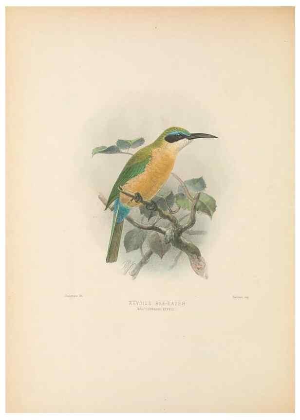 Reproducción/Reproduction 48308027066: A monograph of the Meropidae, or family of the bee-eaters. London :Published by the author ...,1884-1886.. 