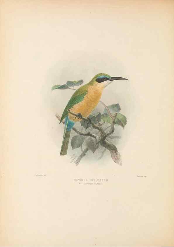 Reproducción/Reproduction 48308027066: A monograph of the Meropidae, or family of the bee-eaters. London :Published by the author ...,1884-1886.. 
