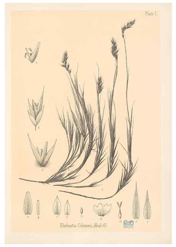 Reproducción/Reproduction 48308457237: The indigenous grasses of New Zealand.. Wellington, N. Z.,by authority, G. Didsbury, Govt. Printer,1878-1880.. 
