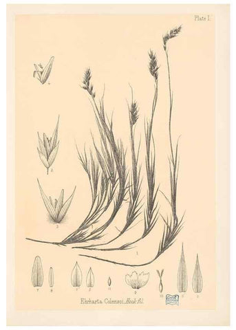 Reproducción/Reproduction 48308457237: The indigenous grasses of New Zealand.. Wellington, N. Z.,by authority, G. Didsbury, Govt. Printer,1878-1880.. 