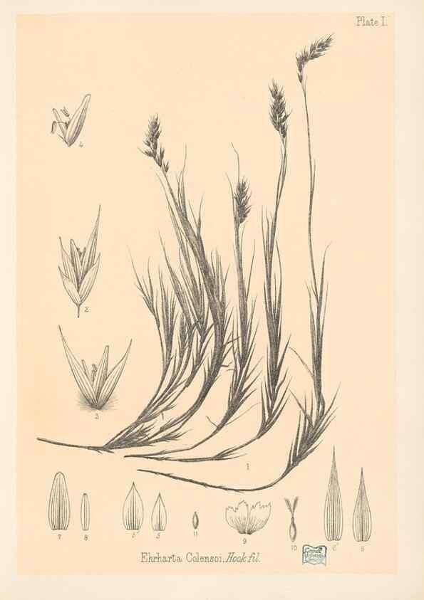 Reproducción/Reproduction 48308457237: The indigenous grasses of New Zealand.. Wellington, N. Z.,by authority, G. Didsbury, Govt. Printer,1878-1880.. 