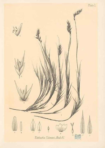 Reproducción/Reproduction 48308457237: The indigenous grasses of New Zealand.. Wellington, N. Z.,by authority, G. Didsbury, Govt. Printer,1878-1880.. 