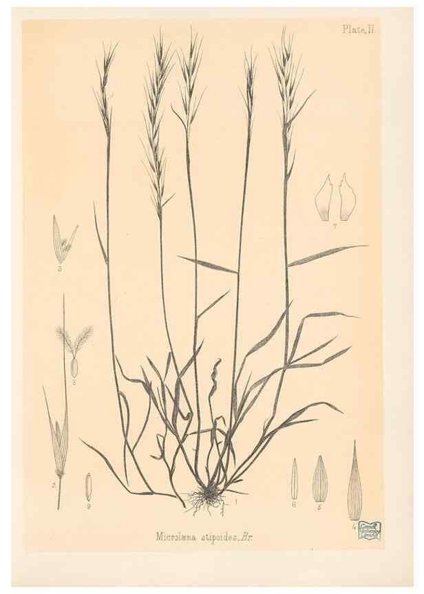 Reproducción/Reproduction 48308344891: The indigenous grasses of New Zealand.. Wellington, N. Z.,by authority, G. Didsbury, Govt. Printer,1878-1880.. 