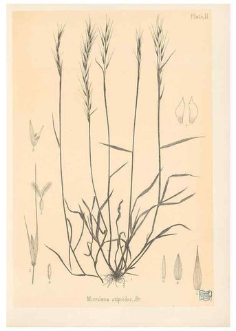 Reproducción/Reproduction 48308344891: The indigenous grasses of New Zealand.. Wellington, N. Z.,by authority, G. Didsbury, Govt. Printer,1878-1880.. 