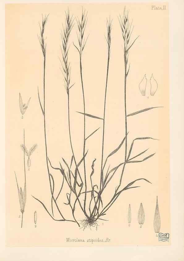 Reproducción/Reproduction 48308344891: The indigenous grasses of New Zealand.. Wellington, N. Z.,by authority, G. Didsbury, Govt. Printer,1878-1880.. 