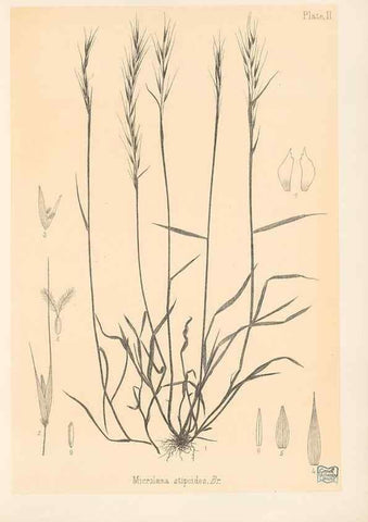 Reproducción/Reproduction 48308344891: The indigenous grasses of New Zealand.. Wellington, N. Z.,by authority, G. Didsbury, Govt. Printer,1878-1880.. 