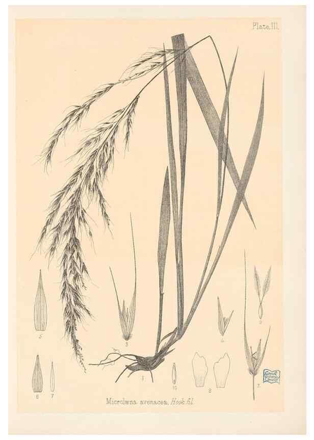 Reproducción/Reproduction 48308345236: The indigenous grasses of New Zealand.. Wellington, N. Z.,by authority, G. Didsbury, Govt. Printer,1878-1880.. 