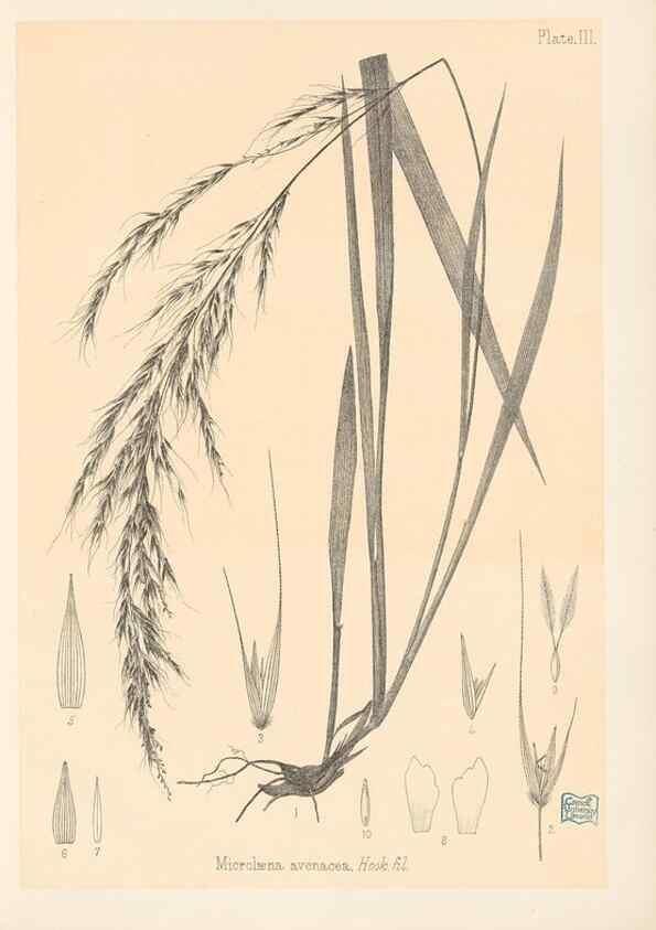 Reproducción/Reproduction 48308345236: The indigenous grasses of New Zealand.. Wellington, N. Z.,by authority, G. Didsbury, Govt. Printer,1878-1880.. 