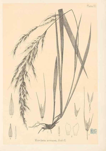 Reproducción/Reproduction 48308345236: The indigenous grasses of New Zealand.. Wellington, N. Z.,by authority, G. Didsbury, Govt. Printer,1878-1880.. 
