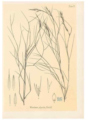 Reproducción/Reproduction 48308458252: The indigenous grasses of New Zealand.. Wellington, N. Z.,by authority, G. Didsbury, Govt. Printer,1878-1880.. 