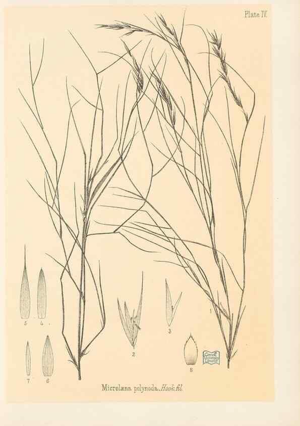 Reproducción/Reproduction 48308458252: The indigenous grasses of New Zealand.. Wellington, N. Z.,by authority, G. Didsbury, Govt. Printer,1878-1880.. 