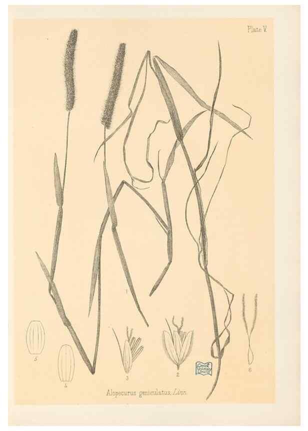 Reproducción/Reproduction 48308458582: The indigenous grasses of New Zealand.. Wellington, N. Z.,by authority, G. Didsbury, Govt. Printer,1878-1880.. 