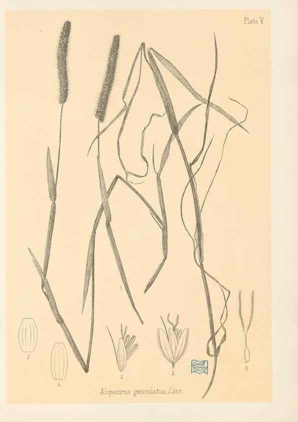 Reproducción/Reproduction 48308458582: The indigenous grasses of New Zealand.. Wellington, N. Z.,by authority, G. Didsbury, Govt. Printer,1878-1880.. 