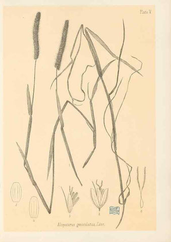 Reproducción/Reproduction 48308458582: The indigenous grasses of New Zealand.. Wellington, N. Z.,by authority, G. Didsbury, Govt. Printer,1878-1880.. 