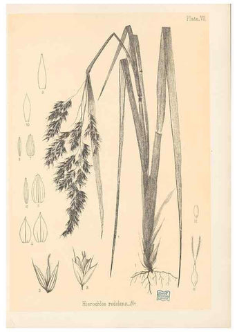 Reproducción/Reproduction 48308346266: The indigenous grasses of New Zealand.. Wellington, N. Z.,by authority, G. Didsbury, Govt. Printer,1878-1880.. 