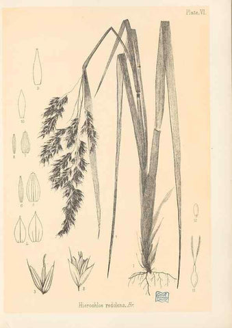 Reproducción/Reproduction 48308346266: The indigenous grasses of New Zealand.. Wellington, N. Z.,by authority, G. Didsbury, Govt. Printer,1878-1880.. 