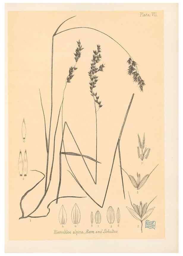 Reproducción/Reproduction 48308346741: The indigenous grasses of New Zealand.. Wellington, N. Z.,by authority, G. Didsbury, Govt. Printer,1878-1880.. 