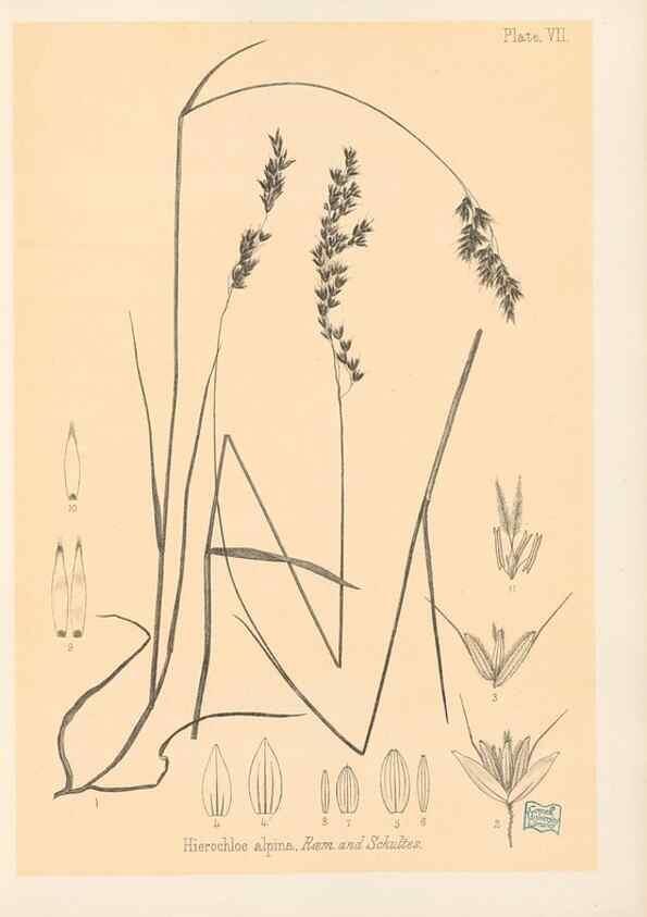 Reproducción/Reproduction 48308346741: The indigenous grasses of New Zealand.. Wellington, N. Z.,by authority, G. Didsbury, Govt. Printer,1878-1880.. 