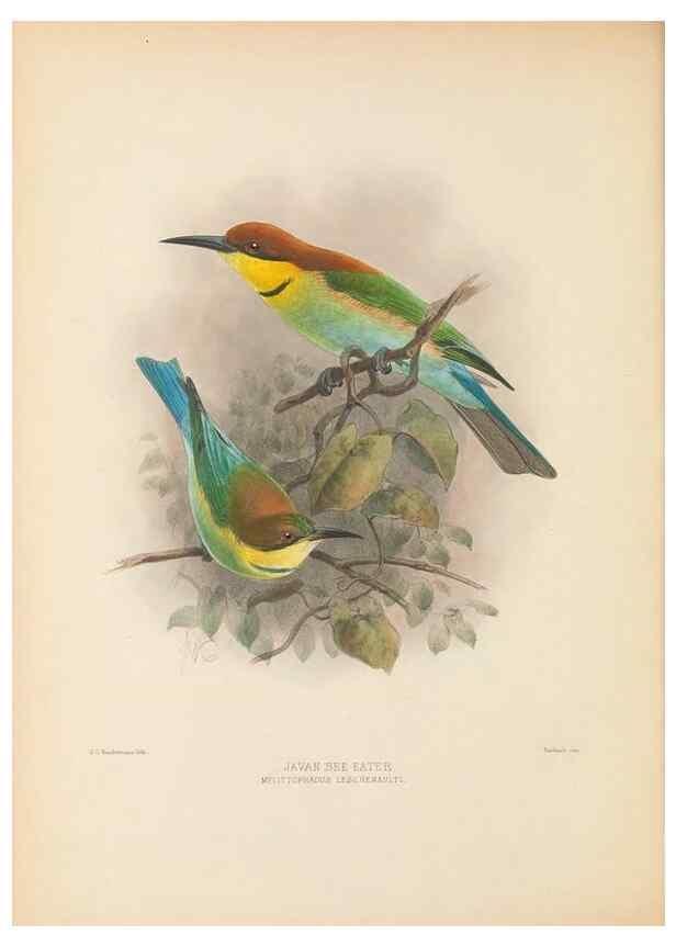 Reproducción/Reproduction 48308136662: A monograph of the Meropidae, or family of the bee-eaters. London :Published by the author ...,1884-1886.. 