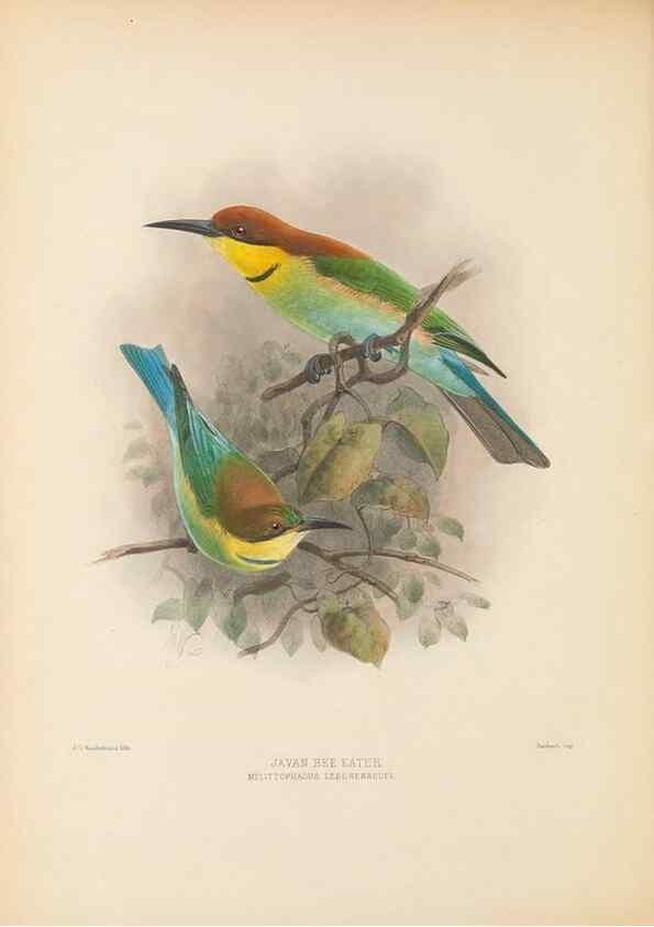 Reproducción/Reproduction 48308136662: A monograph of the Meropidae, or family of the bee-eaters. London :Published by the author ...,1884-1886.. 