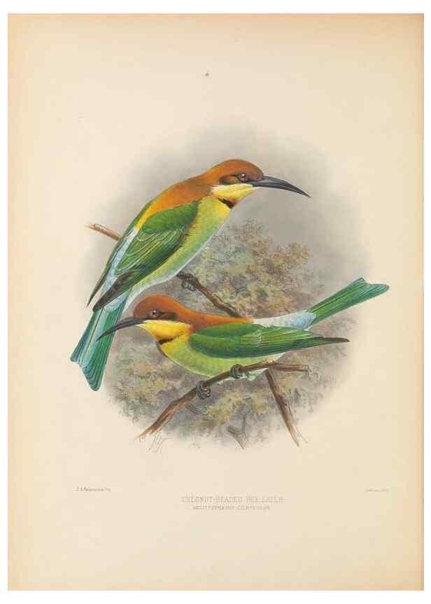 Reproducción/Reproduction 48308136267: A monograph of the Meropidae, or family of the bee-eaters. London :Published by the author ...,1884-1886.. 