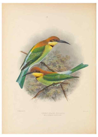 Reproducción/Reproduction 48308136267: A monograph of the Meropidae, or family of the bee-eaters. London :Published by the author ...,1884-1886.. 