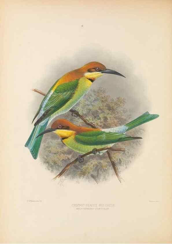 Reproducción/Reproduction 48308136267: A monograph of the Meropidae, or family of the bee-eaters. London :Published by the author ...,1884-1886.. 