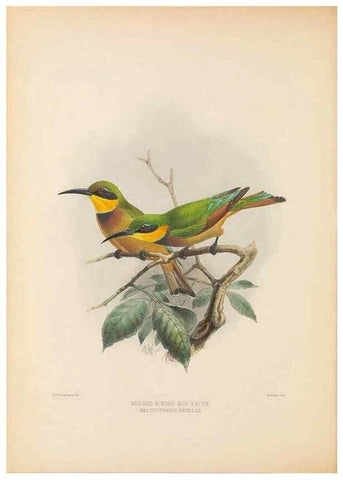 Reproducción/Reproduction 48308135837: A monograph of the Meropidae, or family of the bee-eaters. London :Published by the author ...,1884-1886.. 