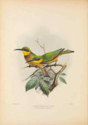 Reproducción/Reproduction 48308135837: A monograph of the Meropidae, or family of the bee-eaters. London :Published by the author ...,1884-1886.. 