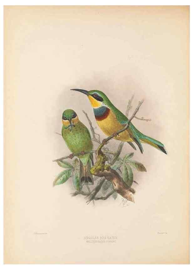 Reproducción/Reproduction 48308022736: A monograph of the Meropidae, or family of the bee-eaters. London :Published by the author ...,1884-1886.. 