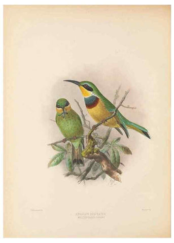 Reproducción/Reproduction 48308022736: A monograph of the Meropidae, or family of the bee-eaters. London :Published by the author ...,1884-1886.. 