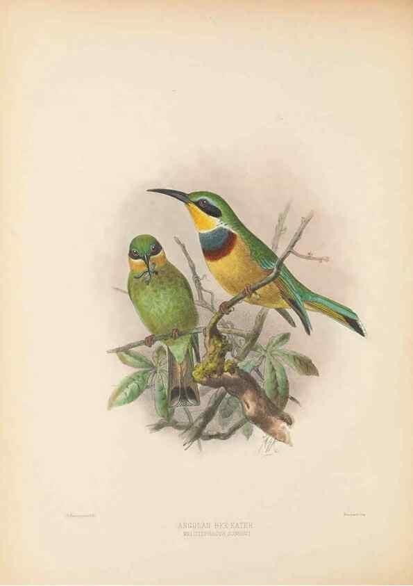 Reproducción/Reproduction 48308022736: A monograph of the Meropidae, or family of the bee-eaters. London :Published by the author ...,1884-1886.. 