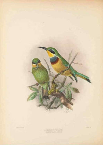 Reproducción/Reproduction 48308022736: A monograph of the Meropidae, or family of the bee-eaters. London :Published by the author ...,1884-1886.. 