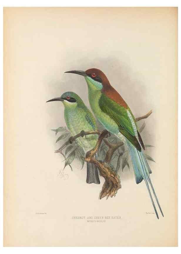Reproducción/Reproduction 48308015716: A monograph of the Meropidae, or family of the bee-eaters. London :Published by the author ...,1884-1886.. 