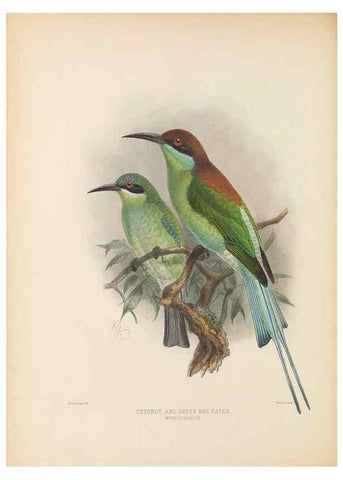Reproducción/Reproduction 48308015716: A monograph of the Meropidae, or family of the bee-eaters. London :Published by the author ...,1884-1886.. 