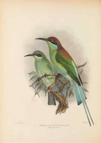 Reproducción/Reproduction 48308015716: A monograph of the Meropidae, or family of the bee-eaters. London :Published by the author ...,1884-1886.. 