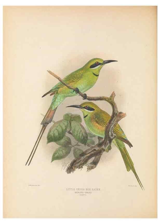 Reproducción/Reproduction 48308016046: A monograph of the Meropidae, or family of the bee-eaters. London :Published by the author ...,1884-1886.. 