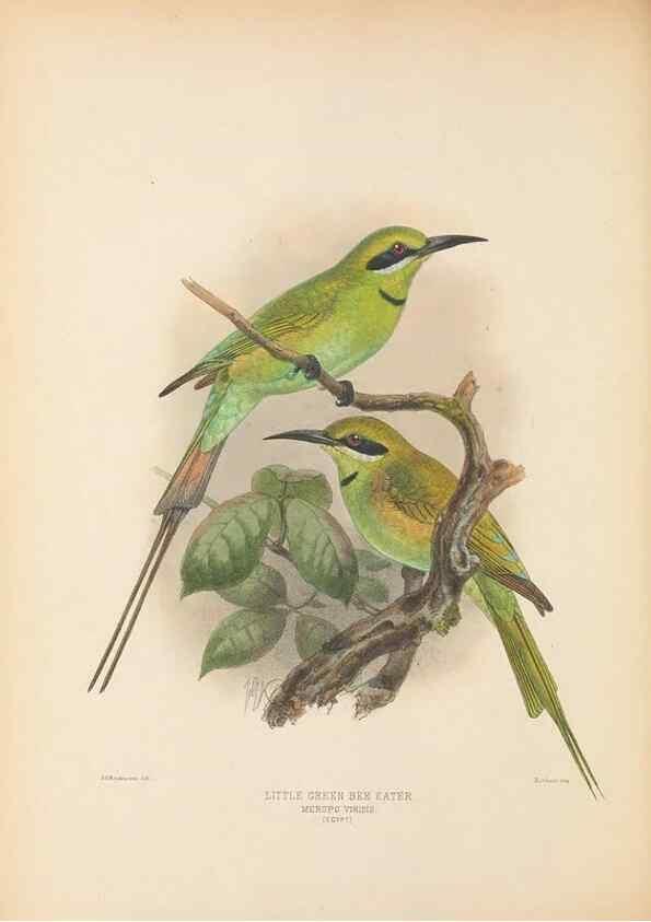 Reproducción/Reproduction 48308016046: A monograph of the Meropidae, or family of the bee-eaters. London :Published by the author ...,1884-1886.. 