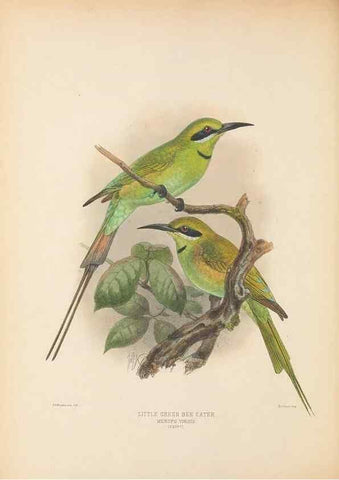 Reproducción/Reproduction 48308016046: A monograph of the Meropidae, or family of the bee-eaters. London :Published by the author ...,1884-1886.. 