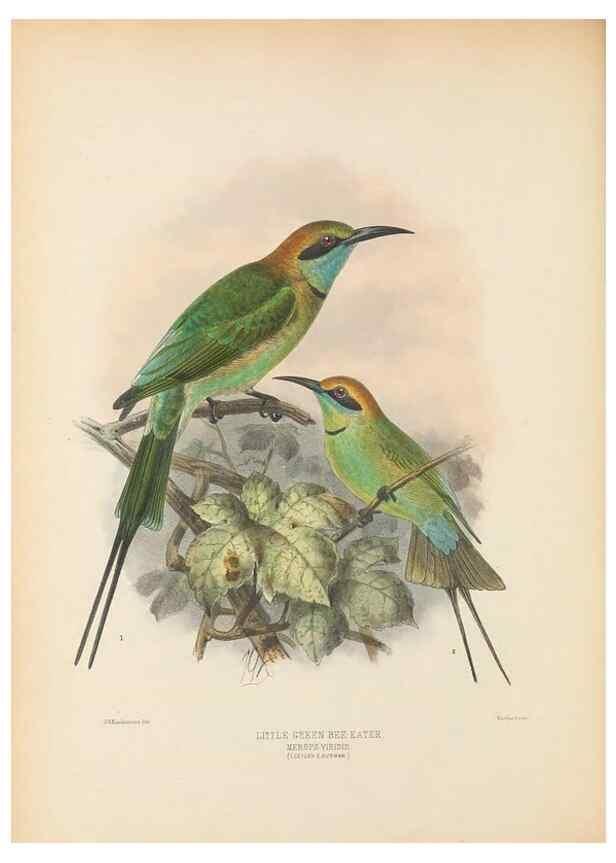 Reproducción/Reproduction 48308129002: A monograph of the Meropidae, or family of the bee-eaters. London :Published by the author ...,1884-1886.. 