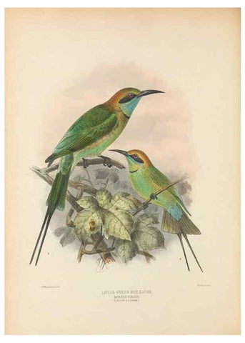 Reproducción/Reproduction 48308129002: A monograph of the Meropidae, or family of the bee-eaters. London :Published by the author ...,1884-1886.. 