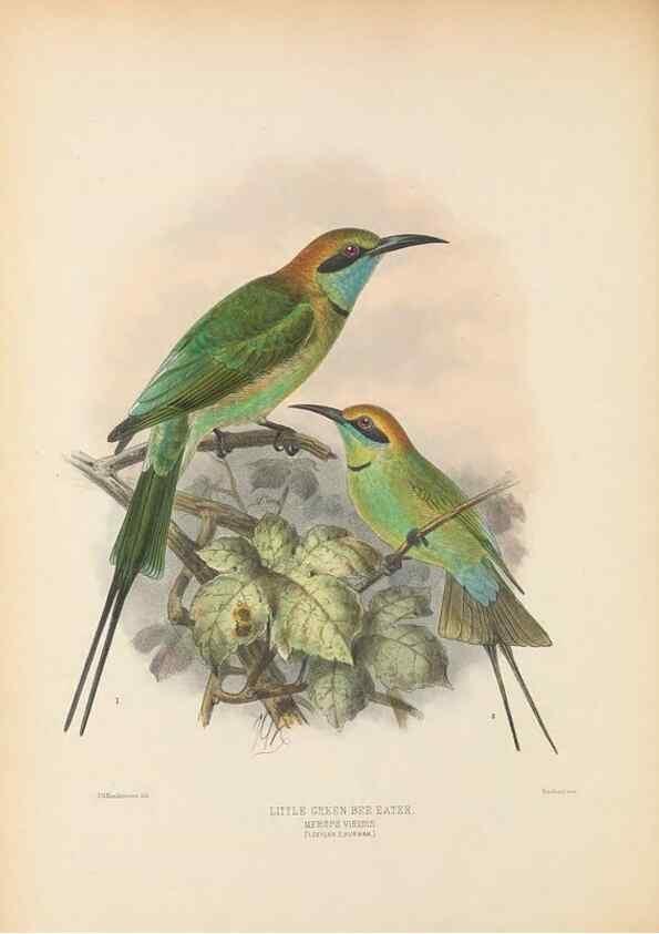 Reproducción/Reproduction 48308129002: A monograph of the Meropidae, or family of the bee-eaters. London :Published by the author ...,1884-1886.. 