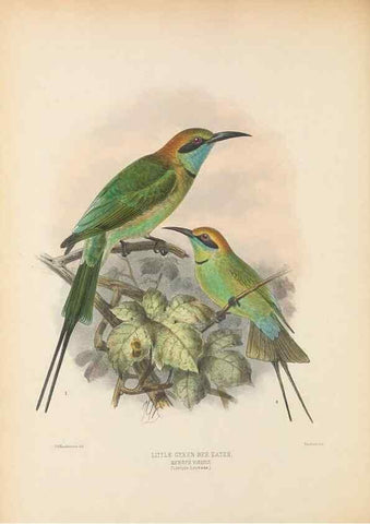 Reproducción/Reproduction 48308129002: A monograph of the Meropidae, or family of the bee-eaters. London :Published by the author ...,1884-1886.. 