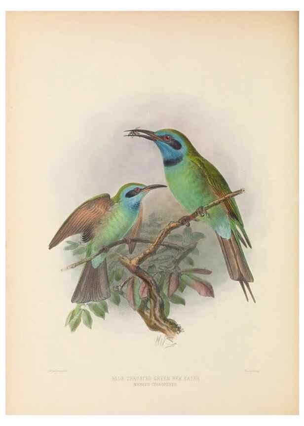 Reproducción/Reproduction 48308016826: A monograph of the Meropidae, or family of the bee-eaters. London :Published by the author ...,1884-1886.. 