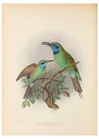 Reproducción/Reproduction 48308016826: A monograph of the Meropidae, or family of the bee-eaters. London :Published by the author ...,1884-1886.. 